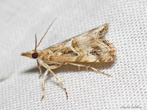 IV Testing PN Tablas de Daimiel. Junio 2014.
