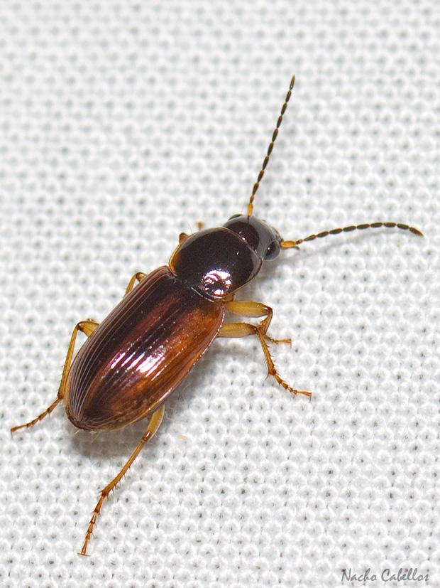 IV Testing BV en PN Tablas de Daimiel. Junio 2014.
