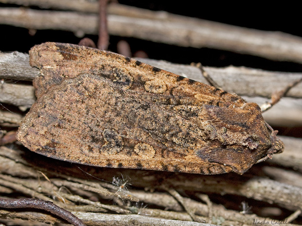 IV Testing PN Tablas de daimiel. Junio 2014.