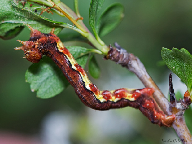 Valle de Alcudia. Abril 2014.