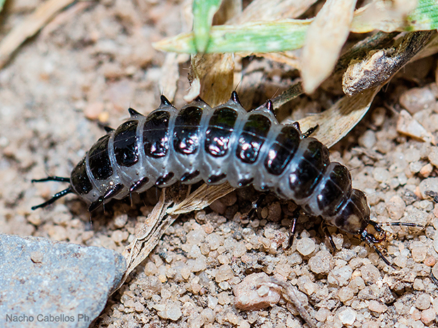 V Testing PN tablas de Daimiel