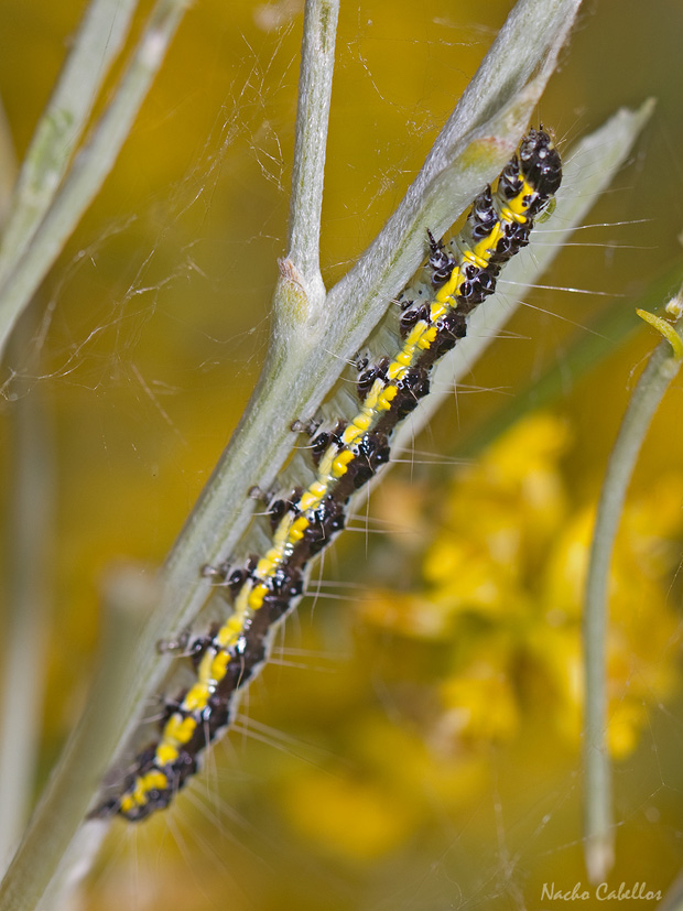 III Testing Campo de Calatrava-El Primillar. Mayo 2014.