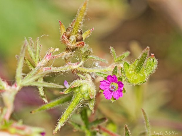 III Testing Campo de Calatrava-El Primillar. Mayo 2014.