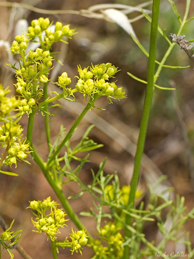 III Testing Campo de Calatrava-El Primillar. Mayo 2014.