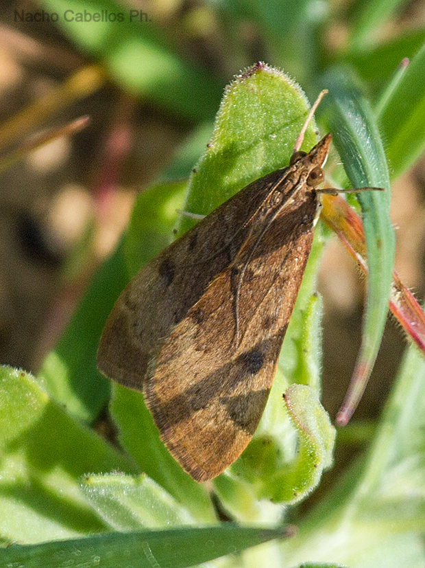 Pinar camino del Villar. Puertollano
