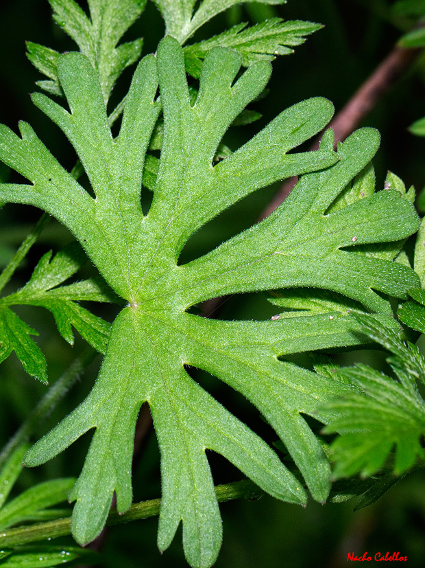I Testing Campo de Calatrava-El Primillar. Abril 2012.
