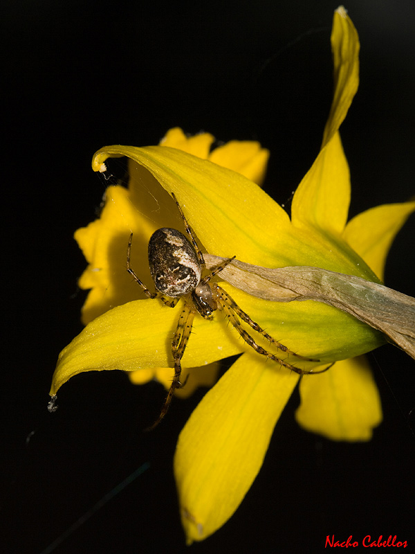 Arroyo Robledo de las Hoyas. Fuencaliente. Febrero 2011.