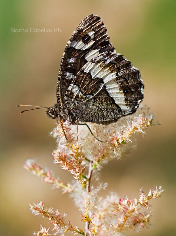 IV testing PN Tablas de Daimiel. Junio 2014.