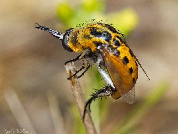 IV Testing PN Tablas de Daimiel. Junio 2014.