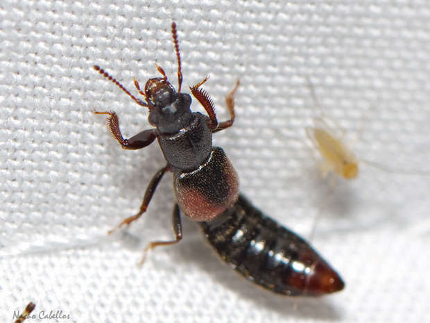 IV Testing PN Tablas de Daimiel. Junio 2014.