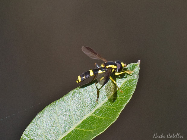 IV testing PN Tablas de Daimiel. Junio 2014.