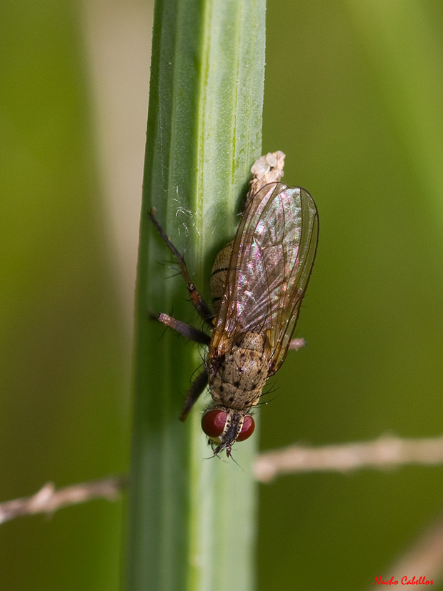 I Testing PN Tablas de Daimiel. Abril 2011.