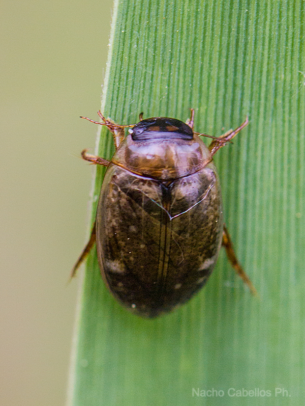 Agabus sp.