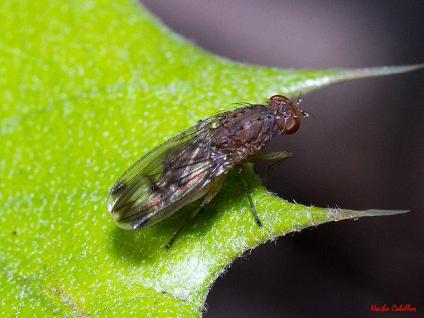 Las Lastras. Fuencaliente. Mayo 2011.