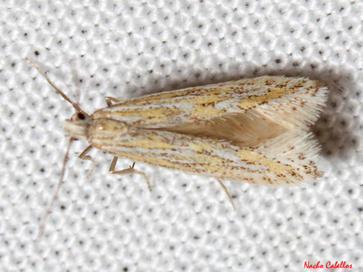 III Testing Refugio de Fauna Chico Mendes. Abril 2014.