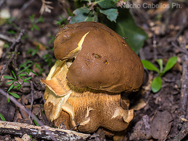 Los Pinos. Marzo 2011.