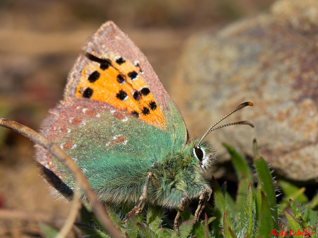 V Testing escolar. Cordel de la Alcoba. Marzo 2014.