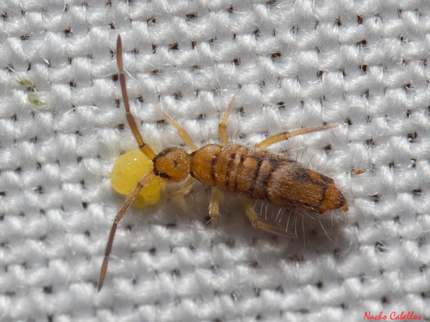 III Testing Chico Mendes. Sierra Morena. Abril 2014.