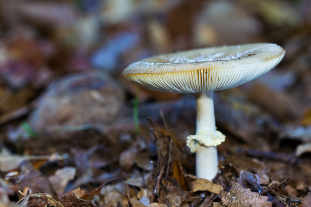 Arroyo Robledo de las Hoyas. Noviembre 2014.