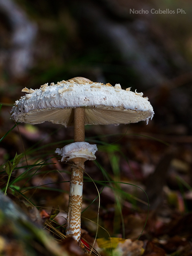 Macrolepiota procera
