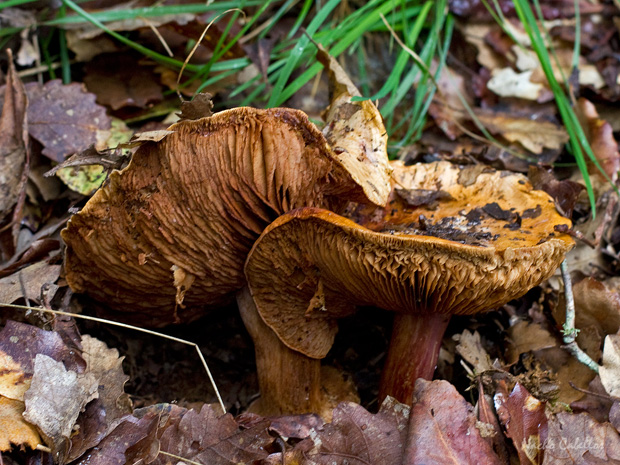 Arroyo Robledo de las Hoyas. Fuencaliente. Noviembre 2014.