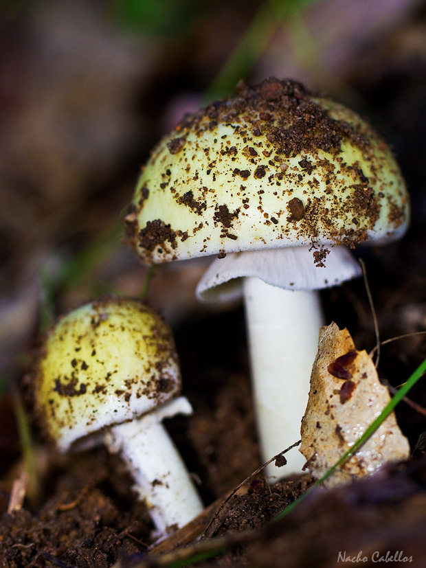 Arroyo Robledo de las Hoyas. Fuencaliente. Noviembre 2014.