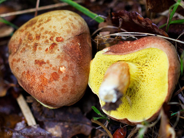 Arroyo Robledo de las Hoyas. Fuencaliente. Noviembre 2014.