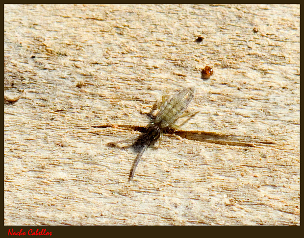 Arroyo de los Molinillos. Viso del Marqués. Enero 2012.