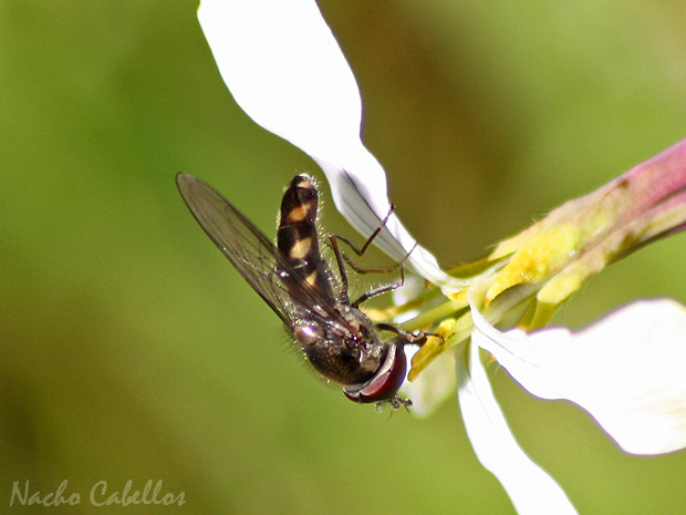 Los Pinos. Puertollano. Marzo 2009.