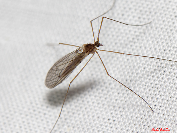 II Testing Refugio de Fauna Chico Mendes. Marzo 2013.