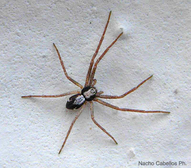 Argamasilla de Calatrava. Mayo 2008.