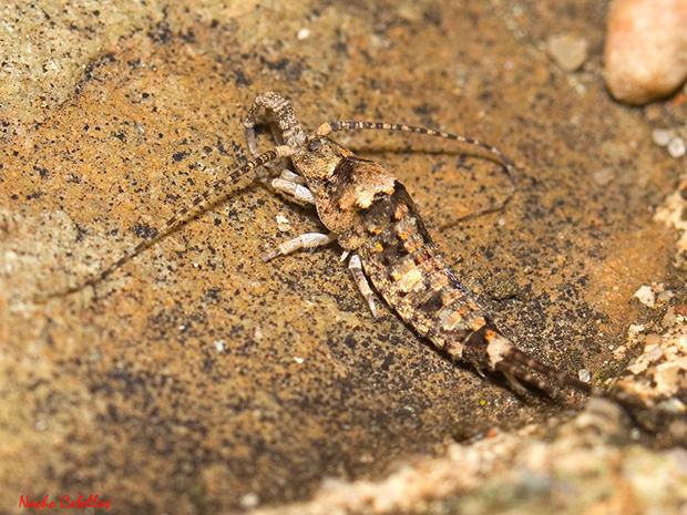 III Testing Refugio de Fauna Chico Mnedes. Abril 2014.