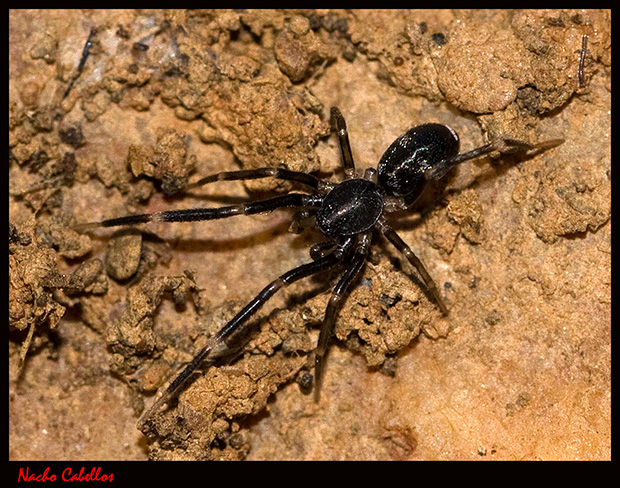 Arroyo de los Molinillos. Viso del Marqués. Febrero 2012.