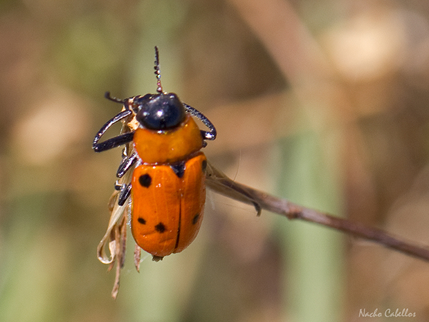 IV Testing PN Tablas de Daimiel. Junio 2014.
