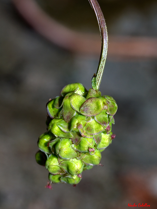 I Testing Campo de Calatrava-El Primillar. Abril 2012.