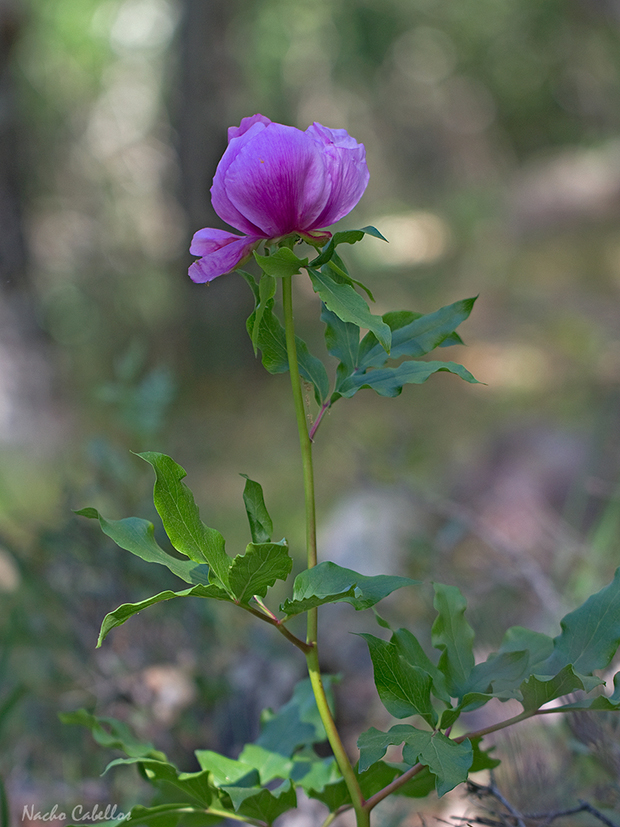 Río Cereceda. Fuencaliente. Mayo 2014.
