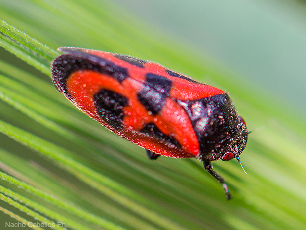 Los Pinos. Puertollano. Abril 2015.