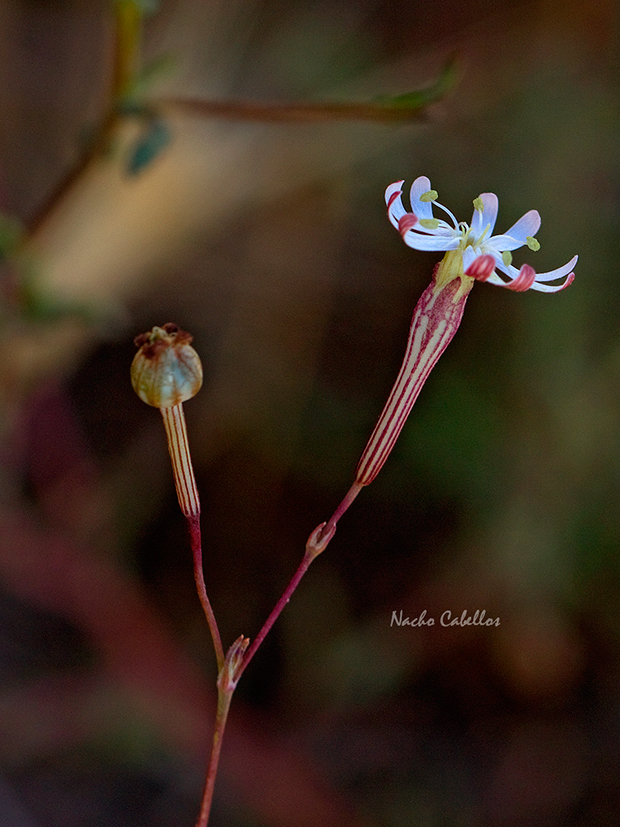 III Testing Campo de Calatrava-El Primillar. Mayo 2014.