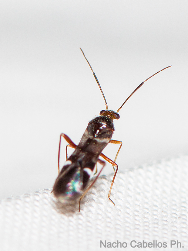 IV Testing "Chico mendes". Mayo 2015.