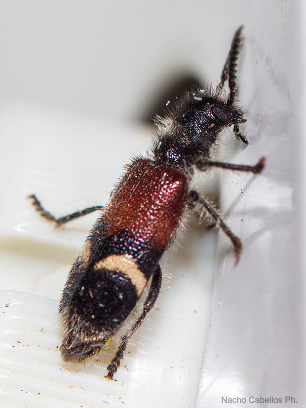 IV Testing "Chico mendes". Mayo 2015.