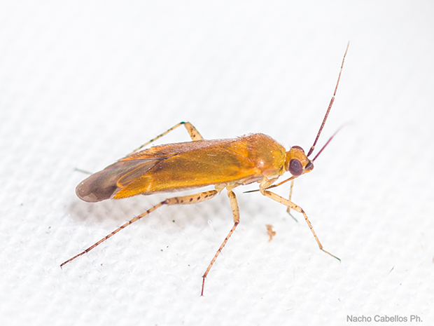 IV testing "Chico Mendes". Mayo 2015.