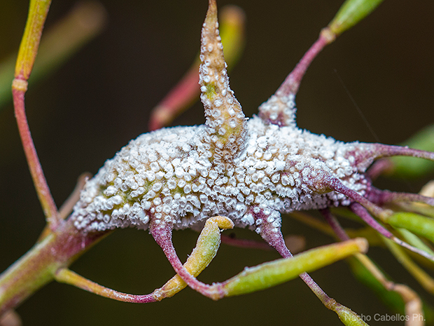 V Testing PN Tablas de Daimiel. Mayo 2015.