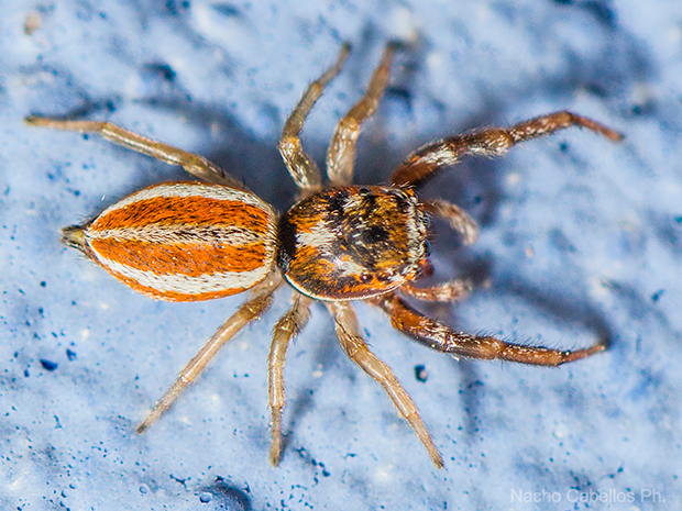 V Testing PN Tablas de Daimiel. Mayo 2015.