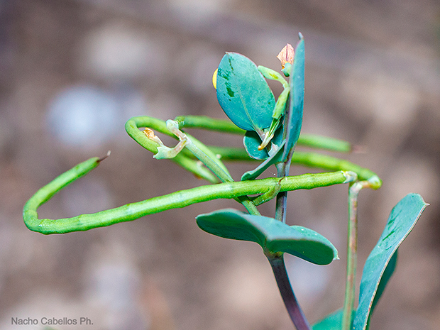 V Testing Tablas de Daimiel. Mayo 2015.