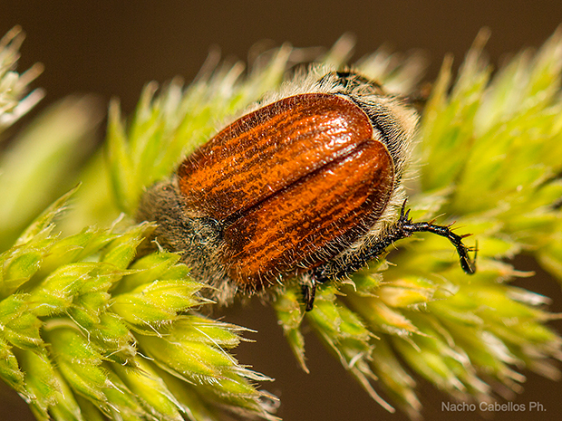 IV Testing "Chico mendes". Mayo 2015.