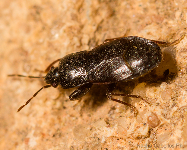 IV Testing "Chico Mendes". Mayp 2015.