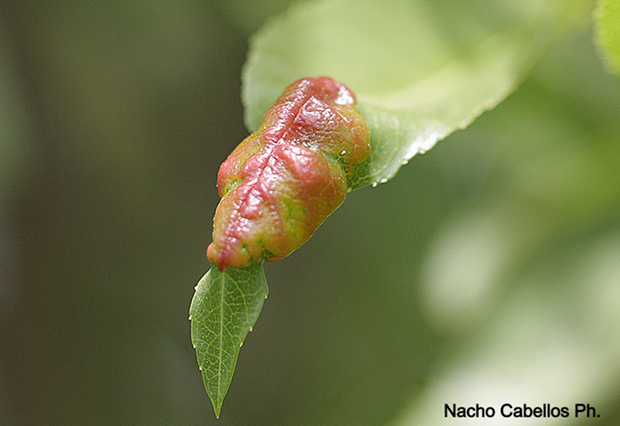 Argamasilla de Calatrava. Abril 2010.