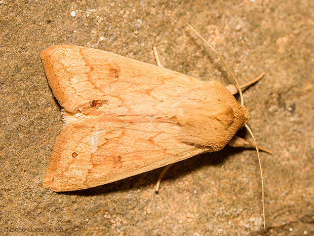 IV Testing "Chico Mendes". Mayo 2015.