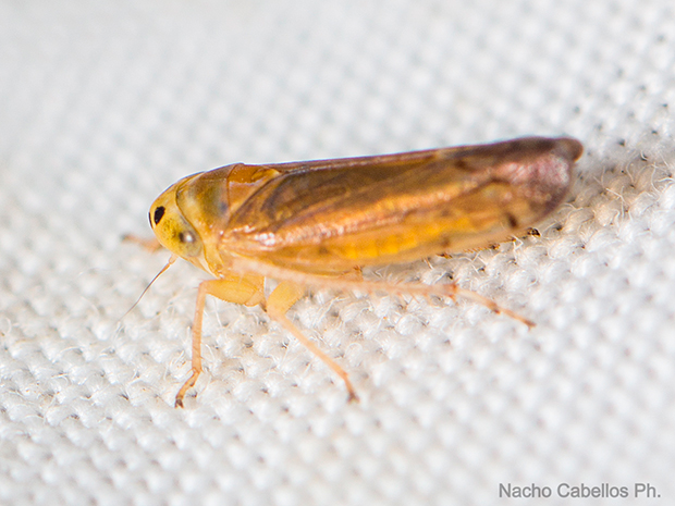 IV Testing "Chico Mendes". Mayo 2015.