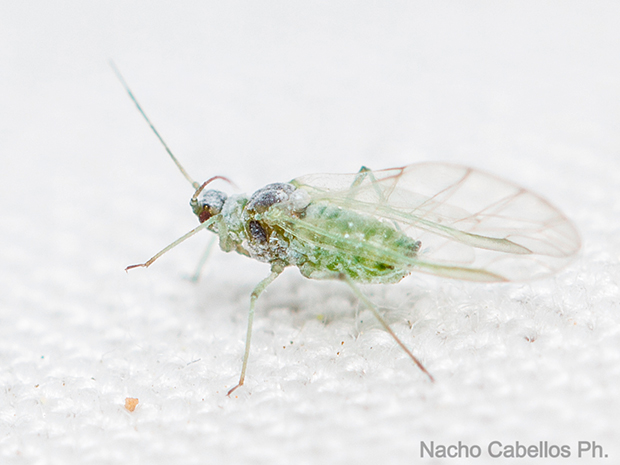 IV Testing "Chico mendes". Mayo 2015.